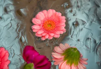 Photo of blue ice water with pink flowers floating