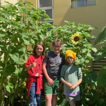 3 children standing in a garden in front of 6 foot sunflowers
